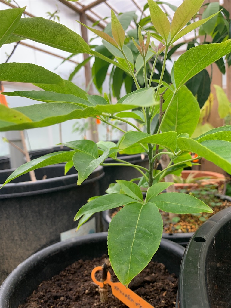 ホワイトサポテ チェストナット - ビバ熱帯果実 in 油山