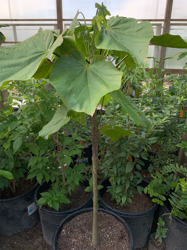 チュパチュパ ビバ熱帯果実 in 油山