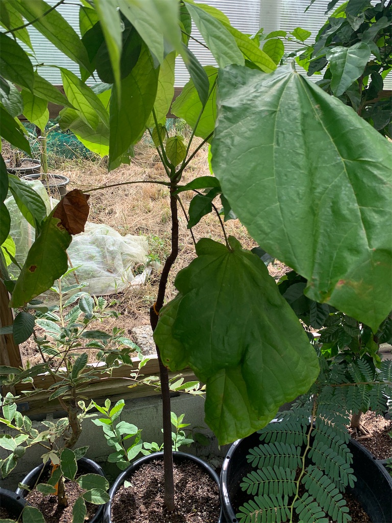 モキャンボ 第3号 - ビバ熱帯果実 in 油山
