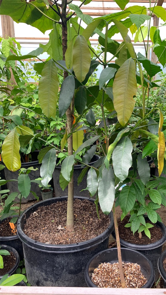 メキシカンマンゴスチン 第2号 - ビバ熱帯果実 in 油山