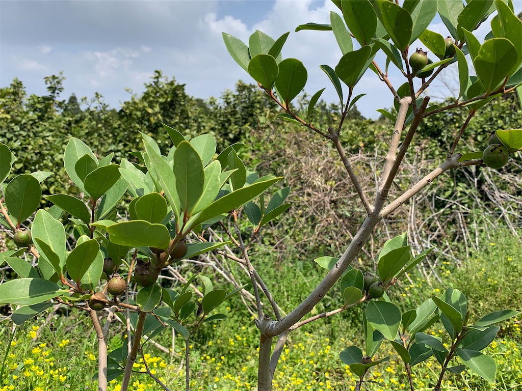 イエローストロベリーグァバ 第3号 - ビバ熱帯果実 in 油山