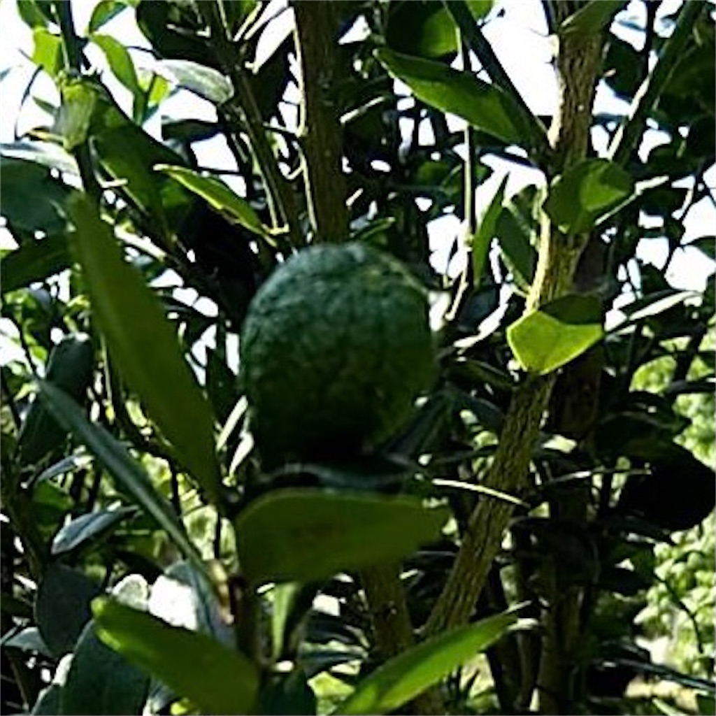 ビバ熱帯果実 In 油山 ビバ熱帯果実 In 油山