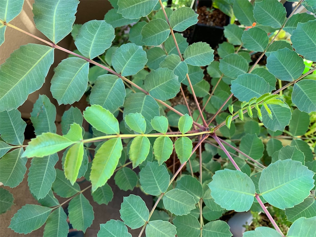 マルーラ　苗 hanahirobaonline_kaju-maru-ra-001