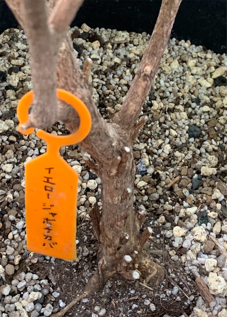 イエロージャボチカバ - ビバ熱帯果実 in 油山