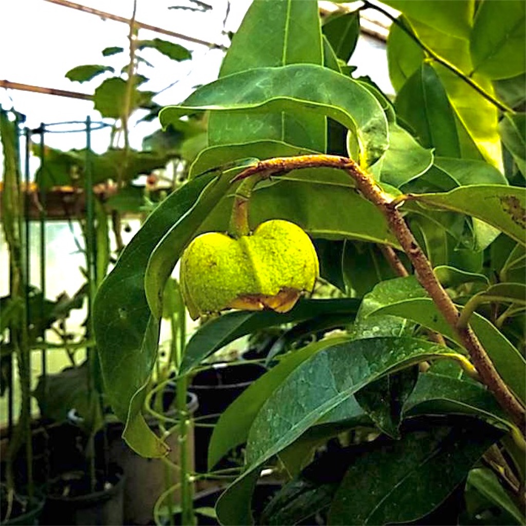 f:id:sato_meats_sato:20211027100542j:image トゲバンレイシ