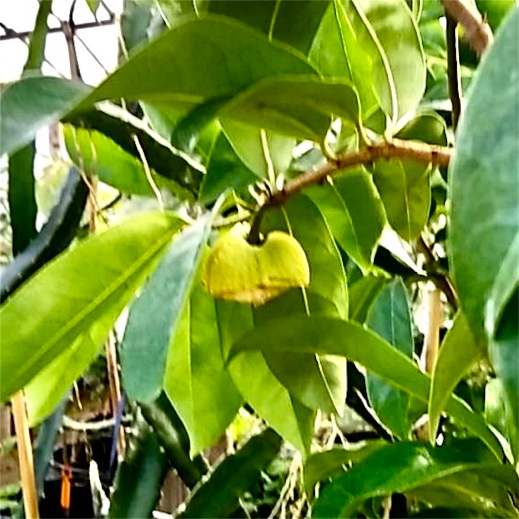 トゲバンレイシ