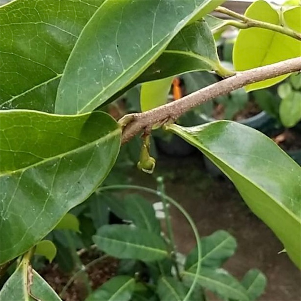 トゲバンレイシ