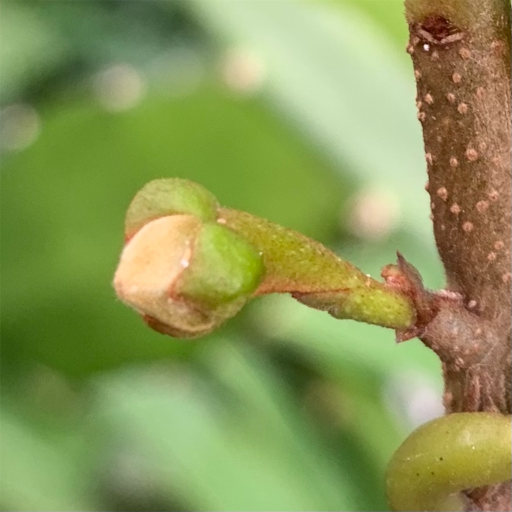 トゲバンレイシ