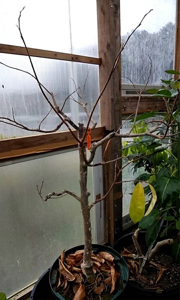 トゲバンレイシ