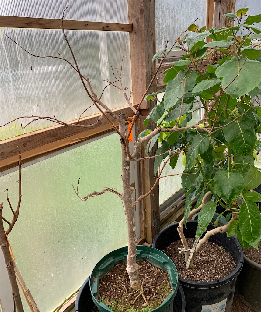 トゲバンレイシ