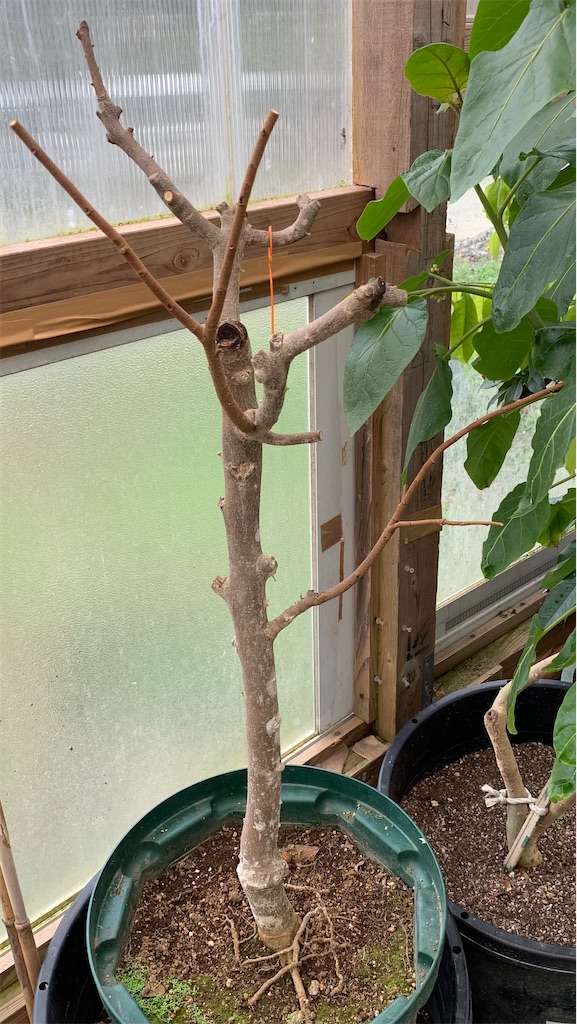 トゲバンレイシ