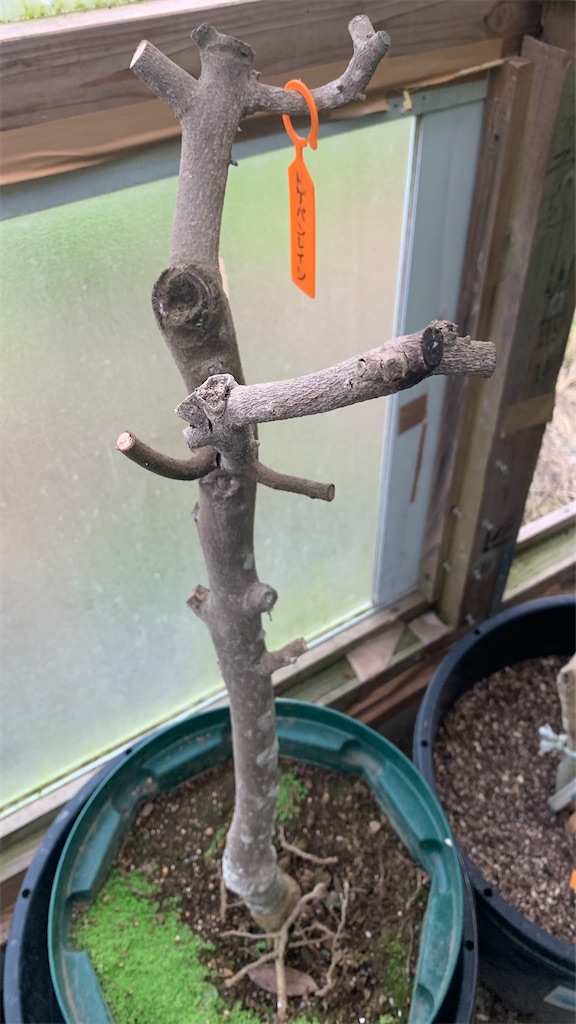 トゲバンレイシ