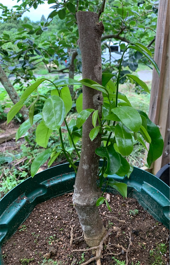 トゲバンレイシ