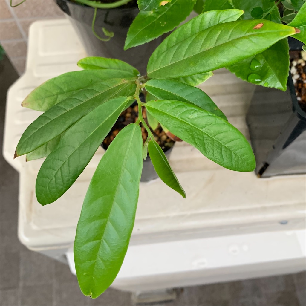 スイギュウノチチ