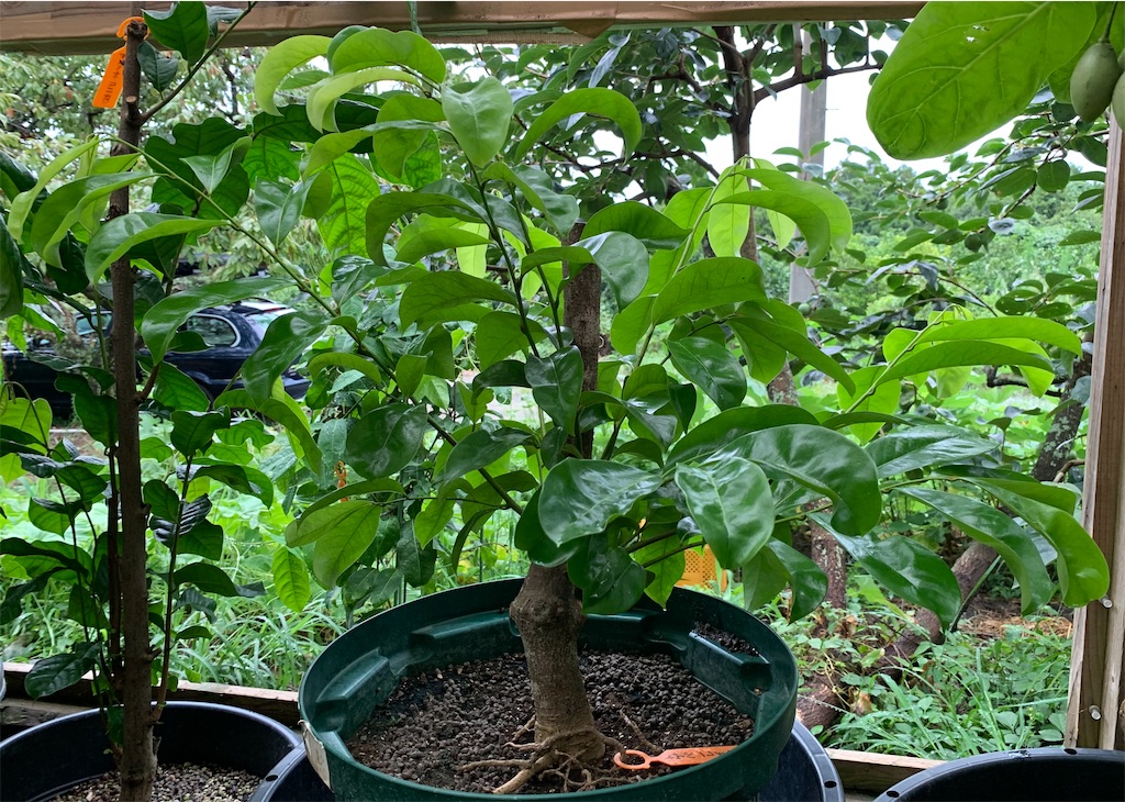 トゲバンレイシ