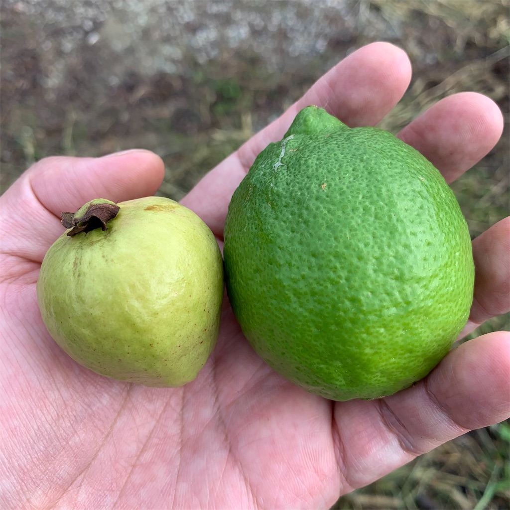 開花❗️ 大玉グアバ ピンク 耐寒性 ピンクグァバ 第1号 - ビバ熱帯果実 in