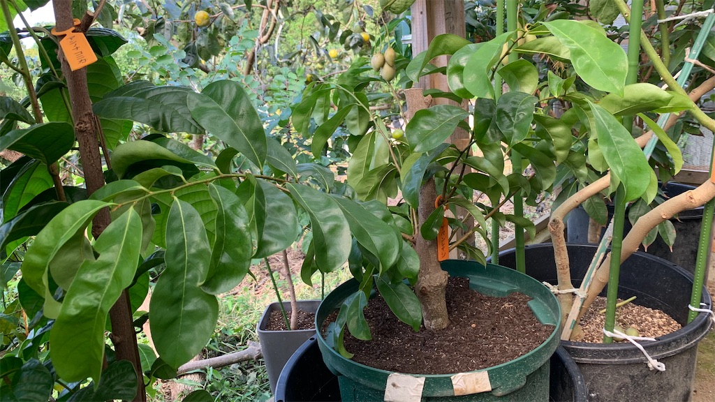 トゲバンレイシ