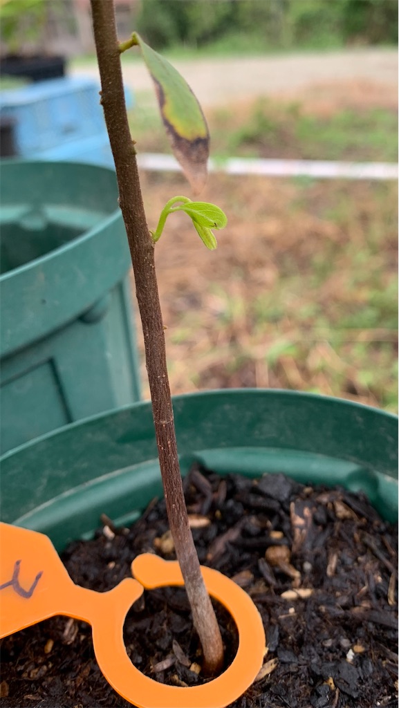 スイギュウノチチ
