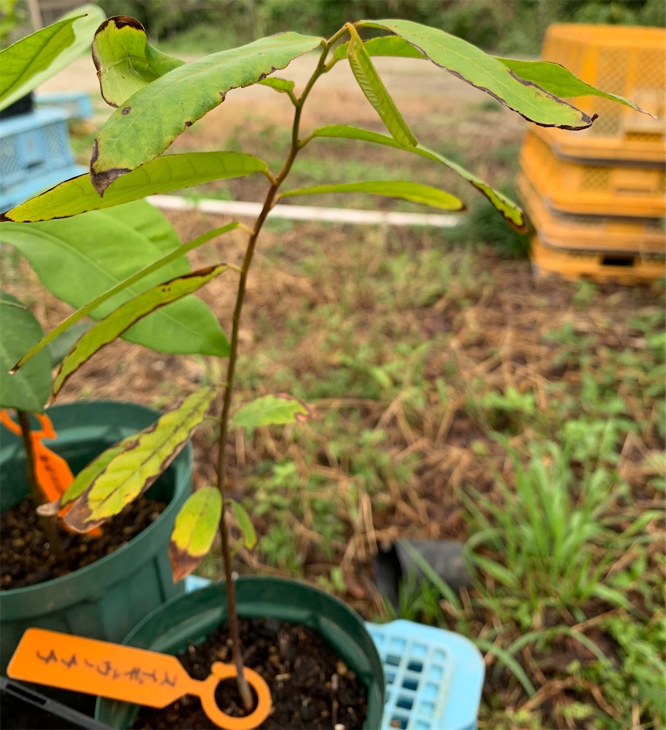 スイギュウノチチ