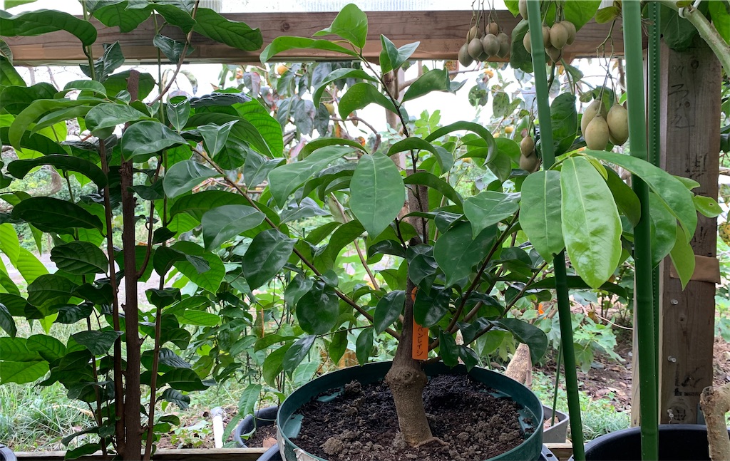 トゲバンレイシ