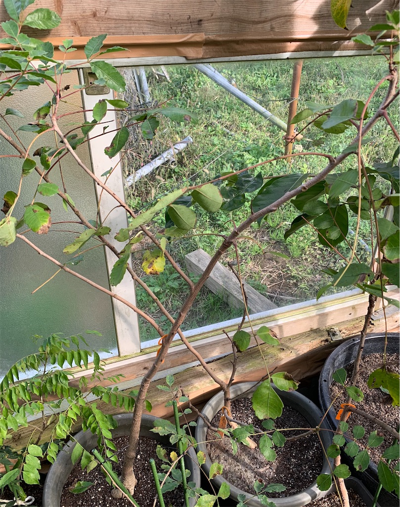 マルーラ　苗 hanahirobaonline_kaju-maru-ra-001