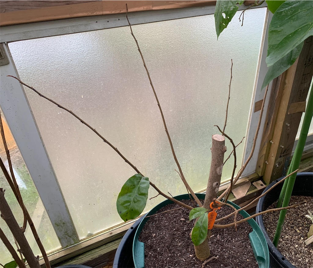 トゲバンレイシ