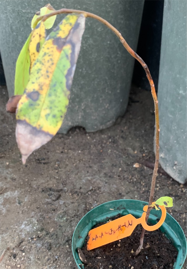 スイギュウノチチ