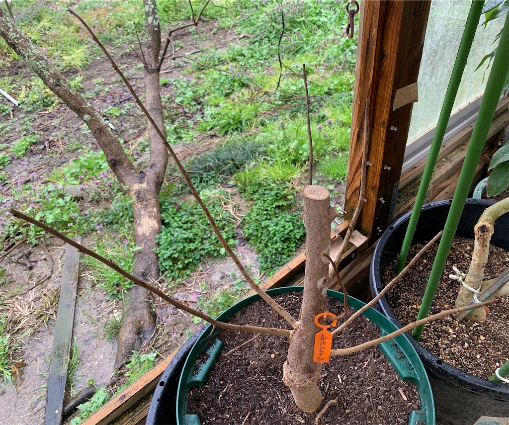 f:id:sato_meats_sato:20230322001950j:image トゲバンレイシ