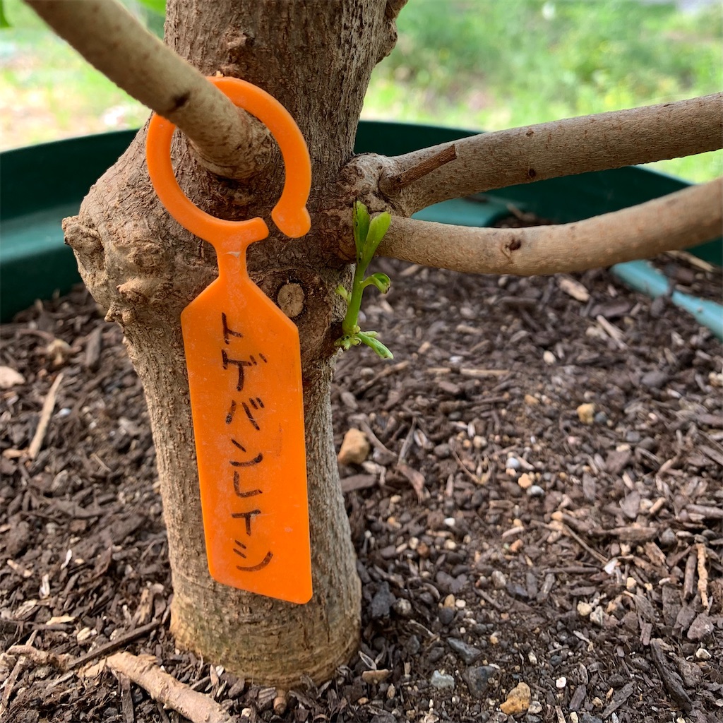 トゲバンレイシ