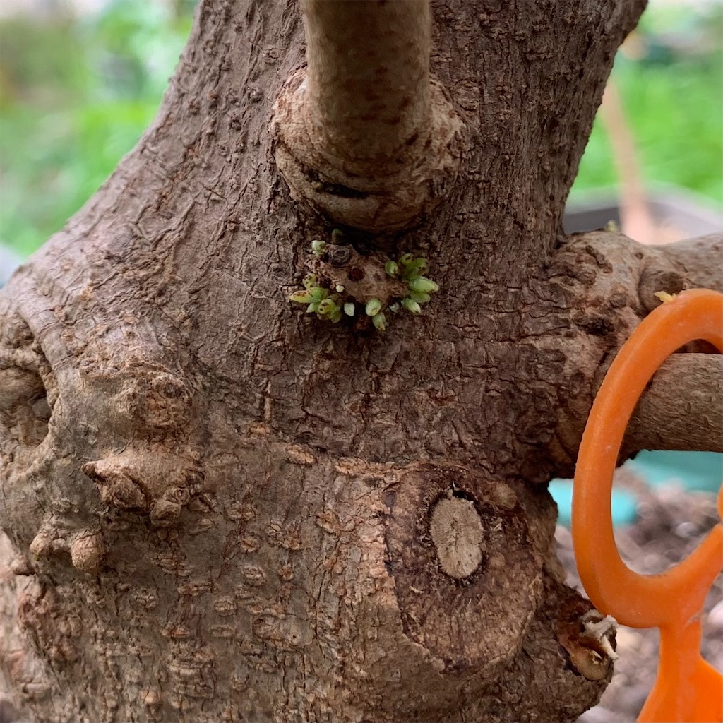 f:id:sato_meats_sato:20230615114025j:image トゲバンレイシ