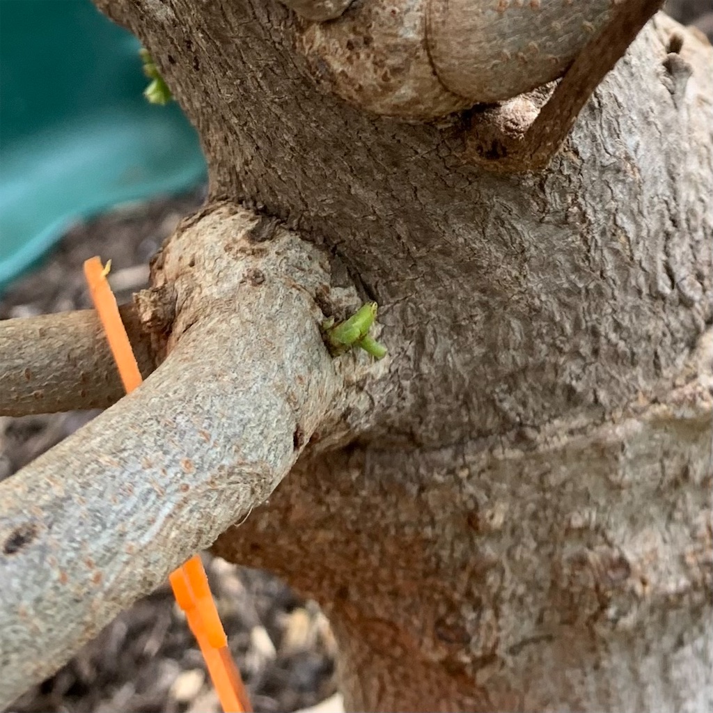 f:id:sato_meats_sato:20230615114028j:image トゲバンレイシ