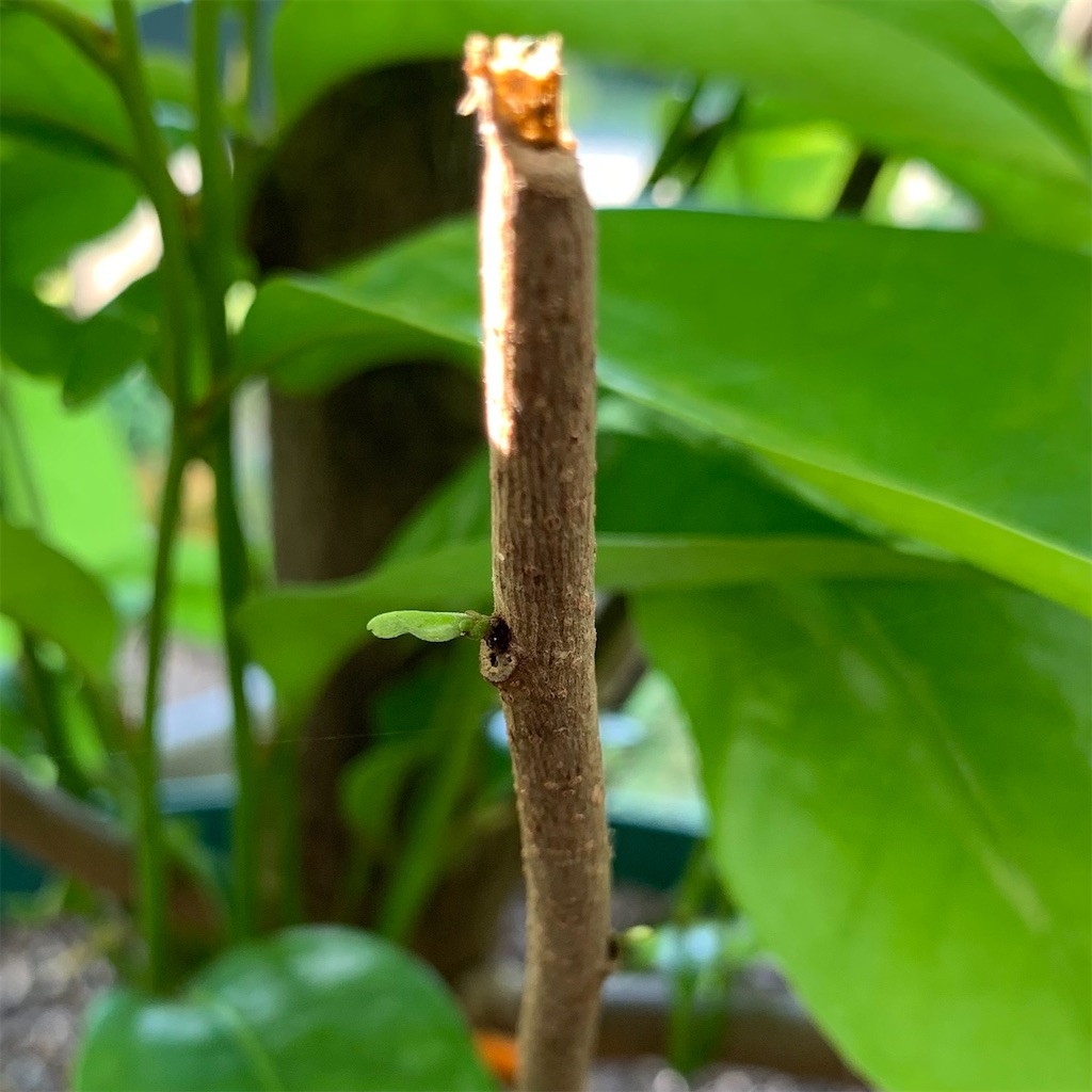 トゲバンレイシ