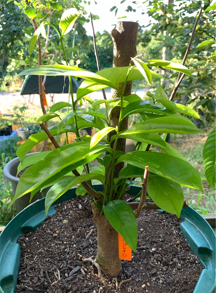 f:id:sato_meats_sato:20230718083734j:image トゲバンレイシ