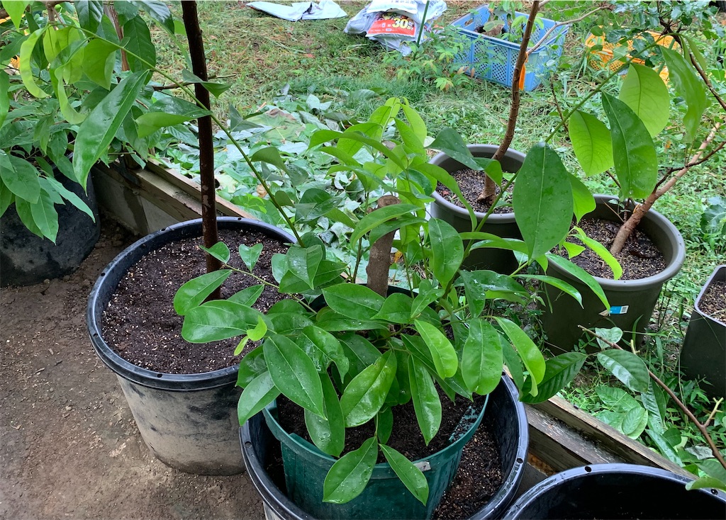 f:id:sato_meats_sato:20230817235959j:image