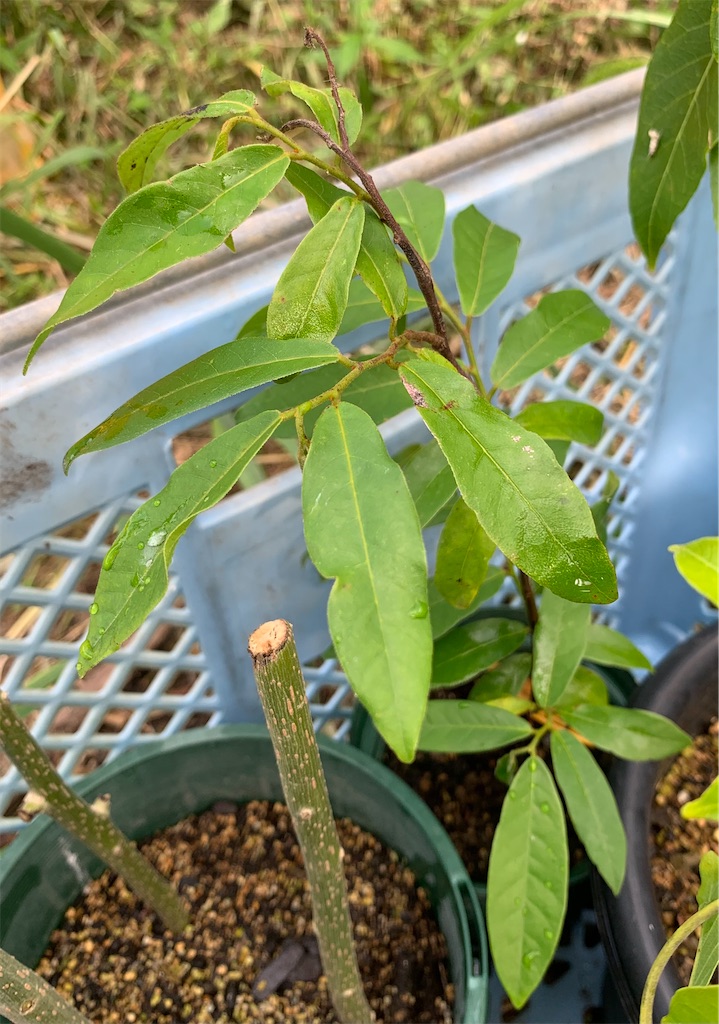 f:id:sato_meats_sato:20230823100140j:image