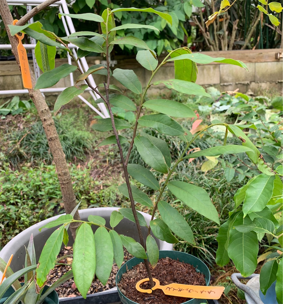 f:id:sato_meats_sato:20231014224418j:image