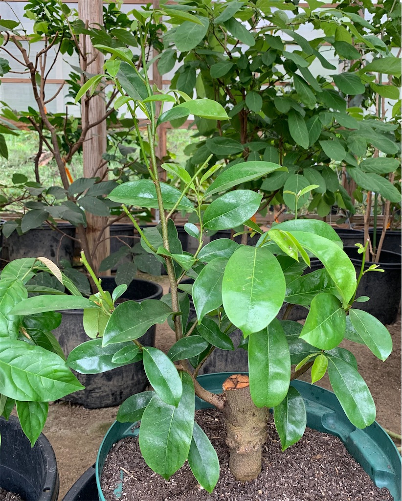 f:id:sato_meats_sato:20231015042246j:image