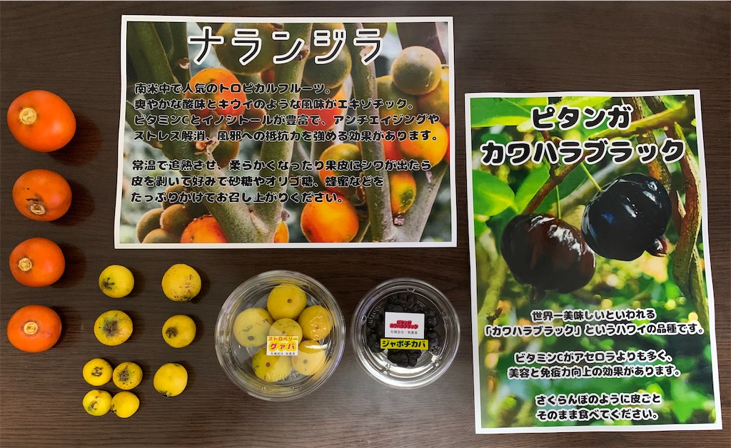 29800ジャボチカバ 花芽有トロピカルフルーツ