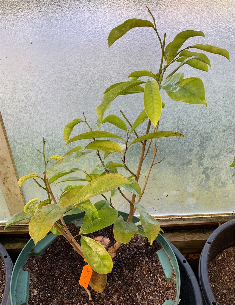 f:id:sato_meats_sato:20240113211026j:image