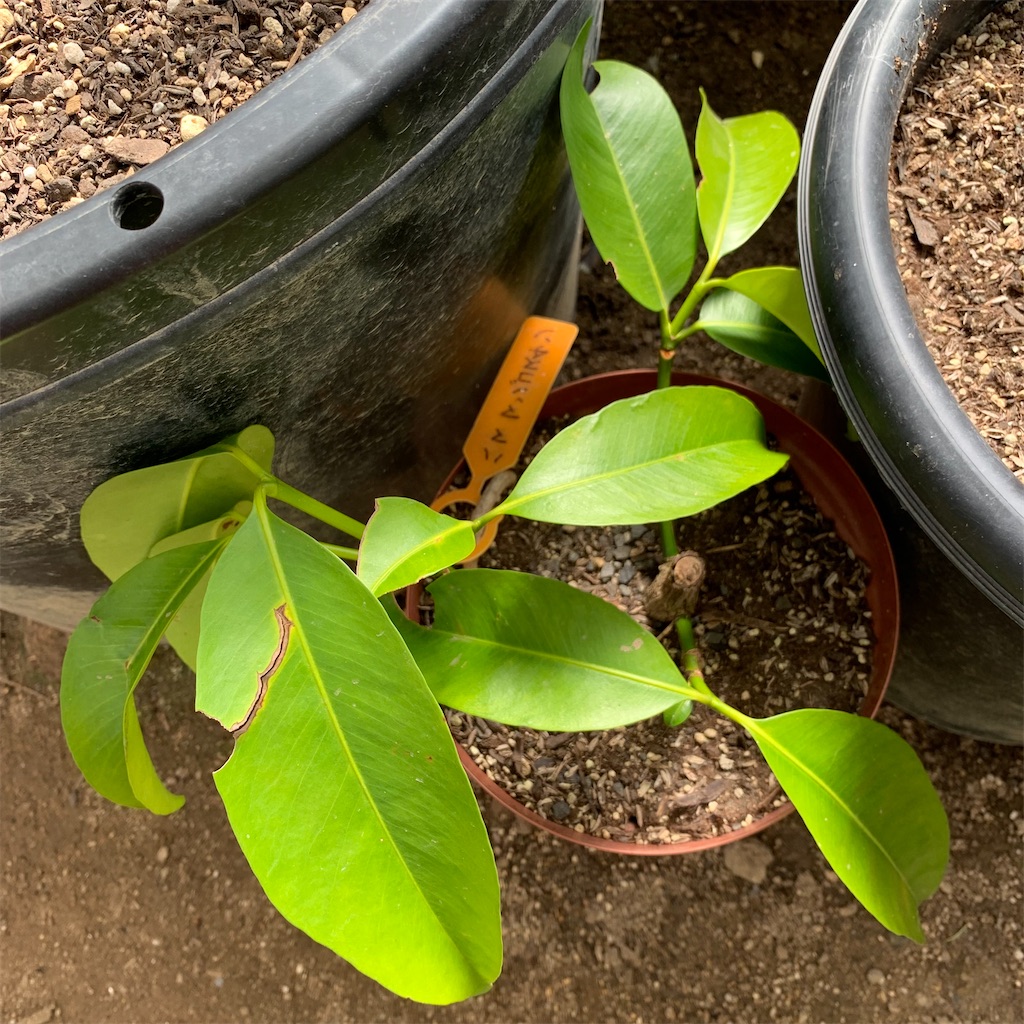 ハママンゴスチン　熱帯果樹 熱帯果樹雑談マンゴスチンって何？タネでクローンで増える面白い果樹