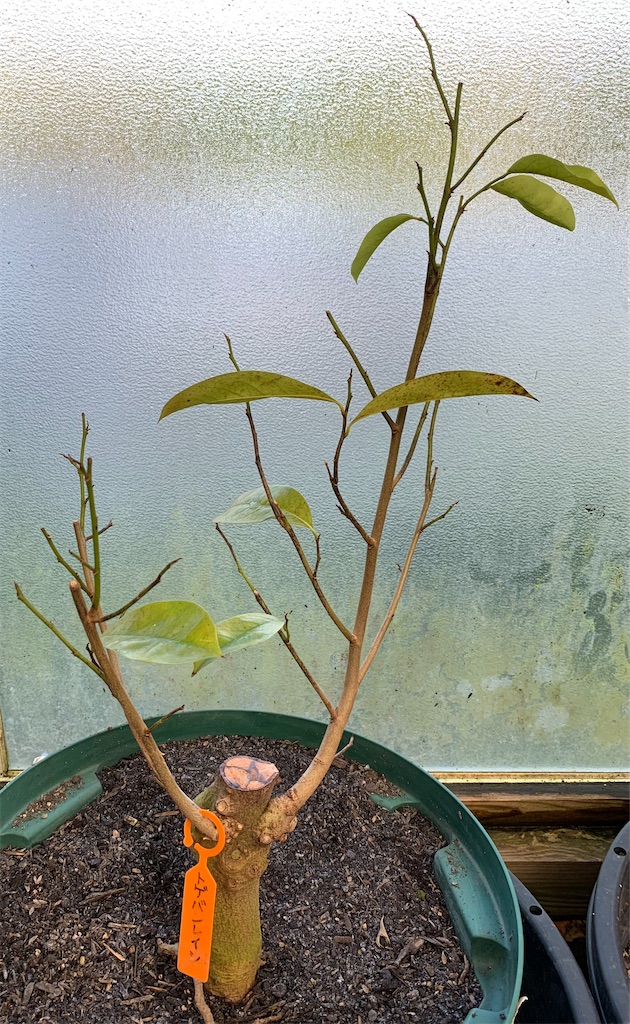 f:id:sato_meats_sato:20240310002302j:image