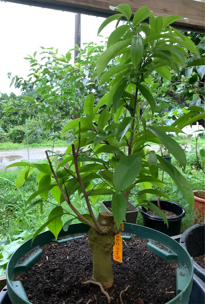 f:id:sato_meats_sato:20240711020856j:image