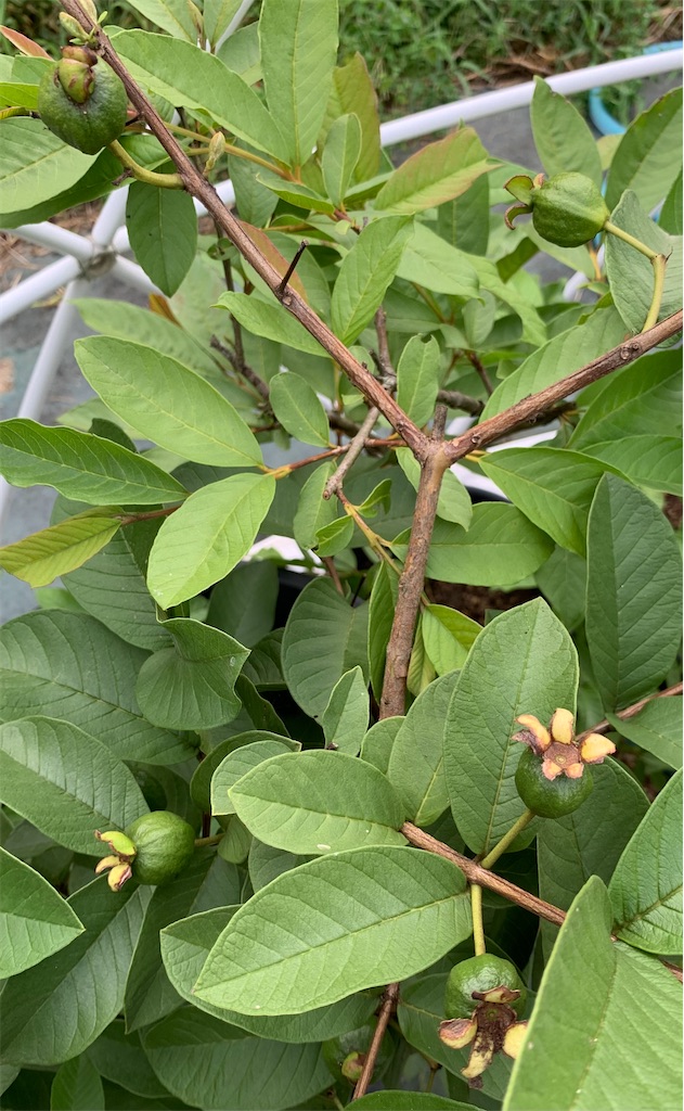 ピンク グアバ 取木苗 結実経験済 ピンク グアバ 取木苗 結実経験済