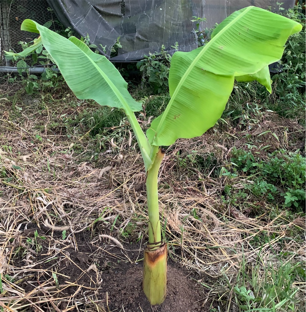 収穫目的、巨大250㎝◆サンタカタリーナバナナ＝超糖度バランス◆低木耐寒、耐乾燥 収穫目的、巨大250㎝◇サンタカタリーナバナナ＝超糖度バランス