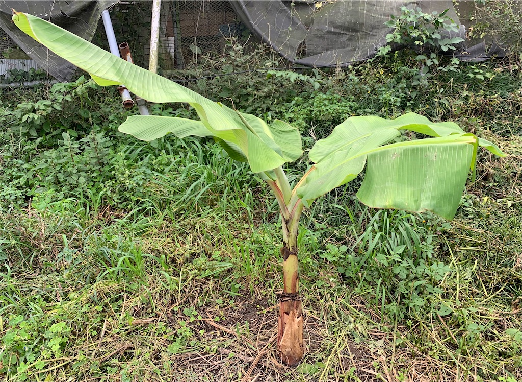 サンタカタリーナプラタバナナ - ビバ熱帯果実 in 油山