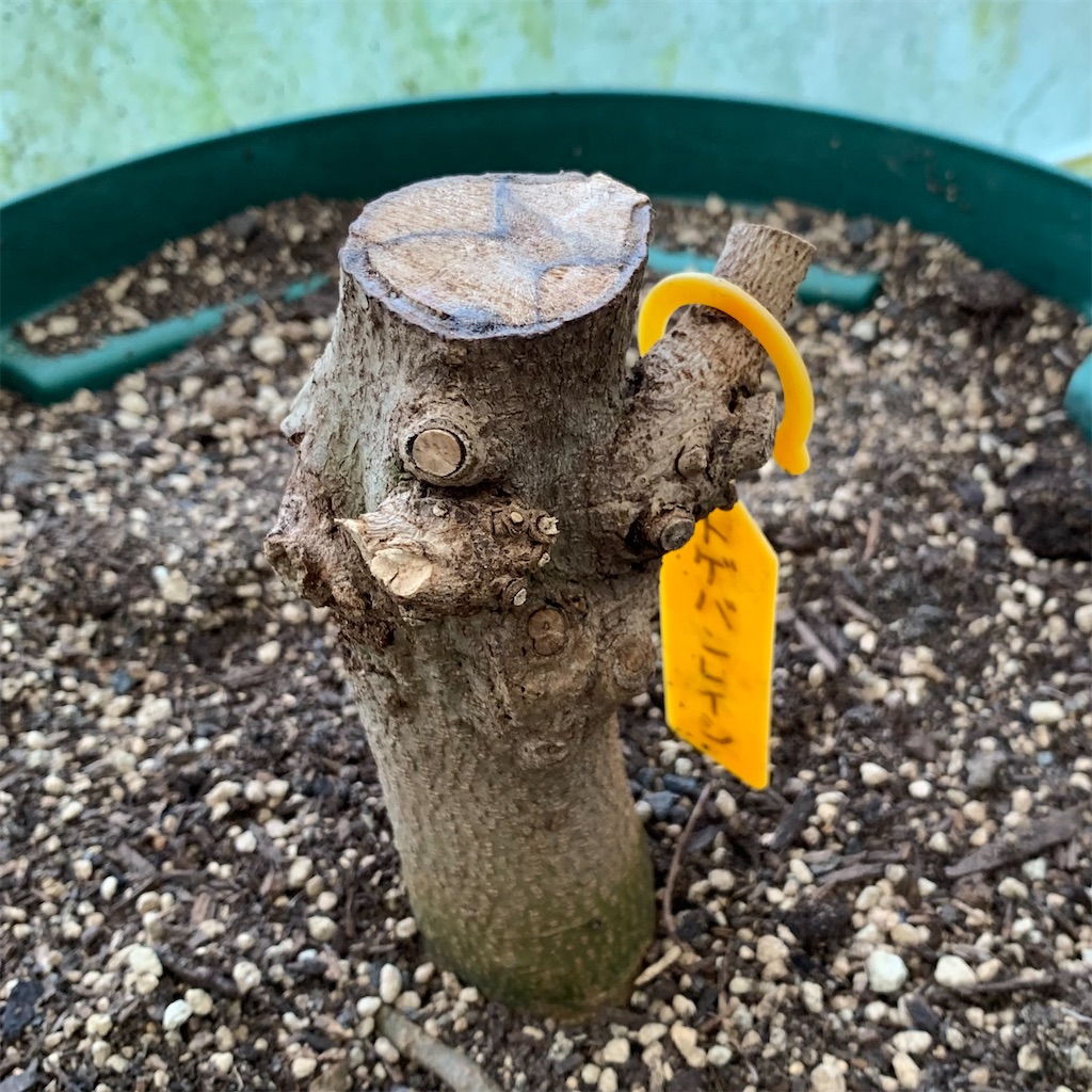 f:id:sato_meats_sato:20250331040310j:image