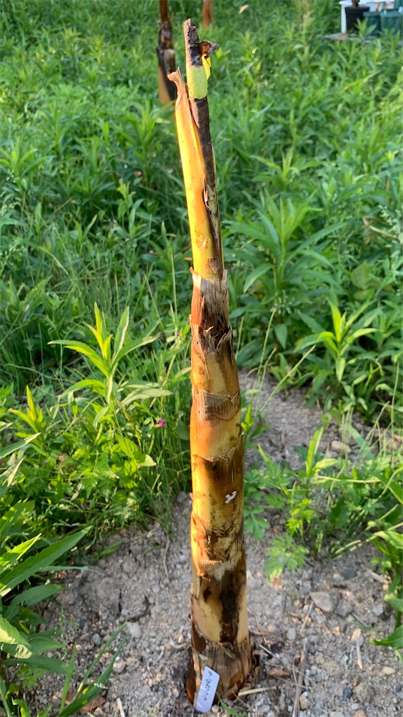 サンタカタリーナプラタバナナ - ビバ熱帯果実 in 油山