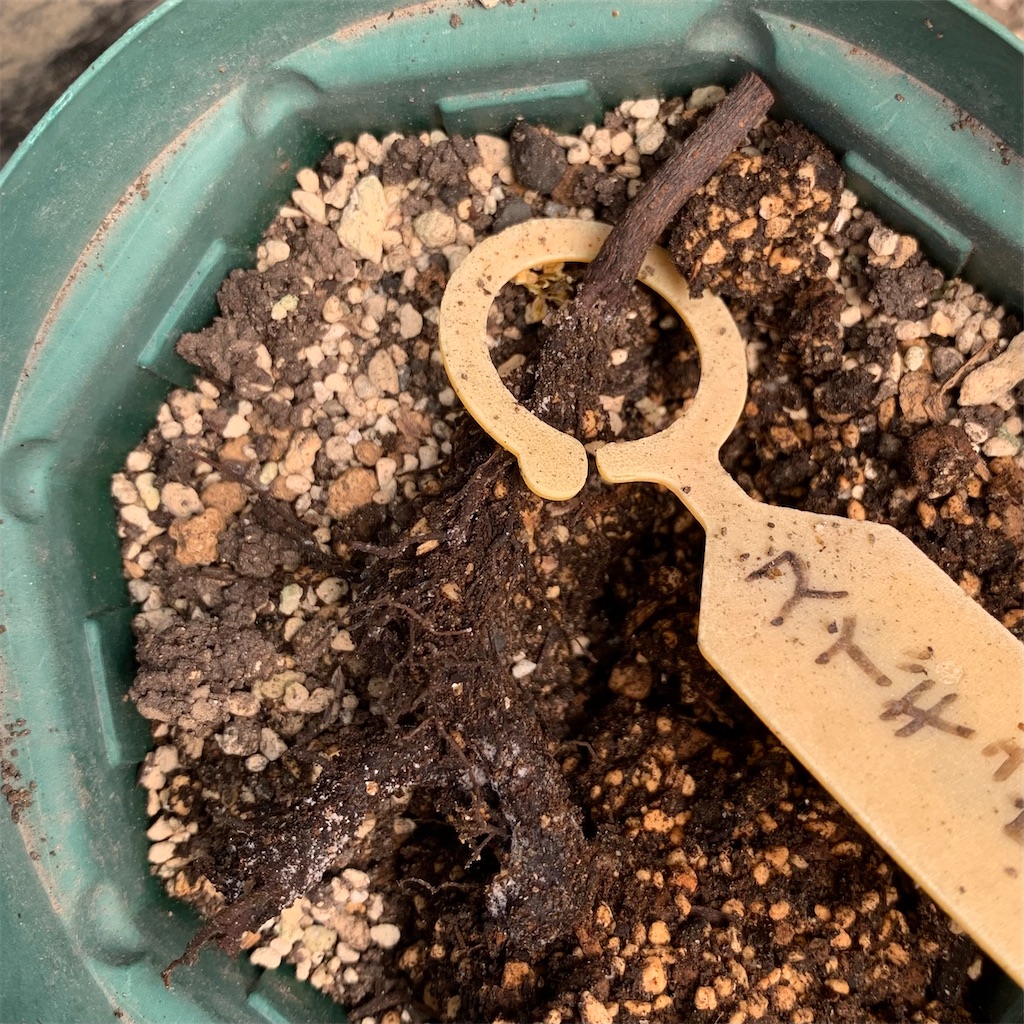 f:id:sato_meats_sato:20250430214509j:image