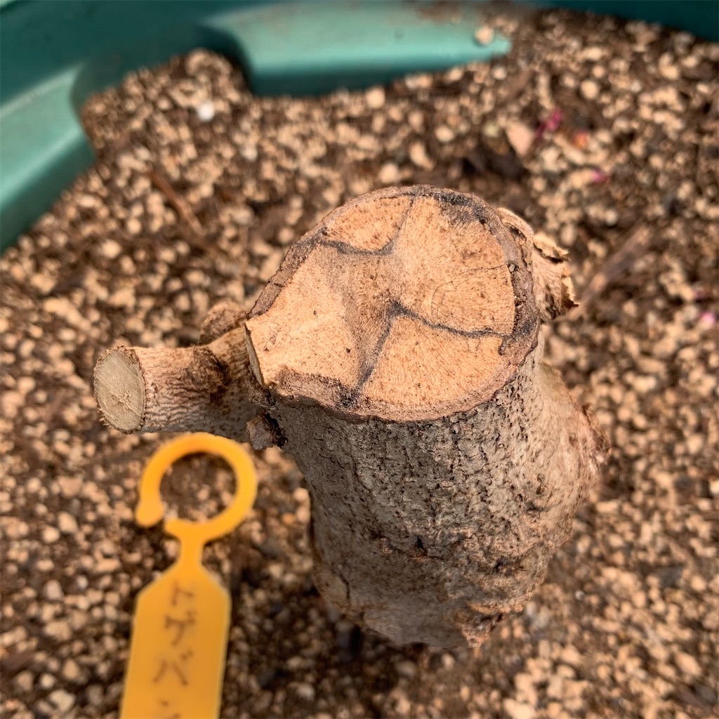 f:id:sato_meats_sato:20250430223623j:image