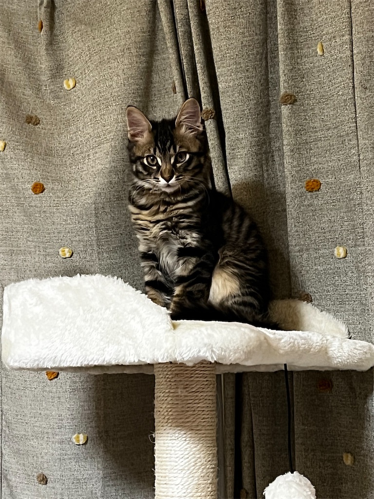 f:id:sato_sititendo:20211110221657j:image f:id:sato_sititendo:20211110221657j:image